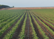 Uso eficiente del agua