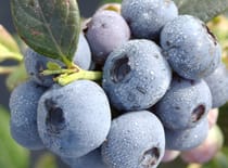  Fertirrigación de precisión