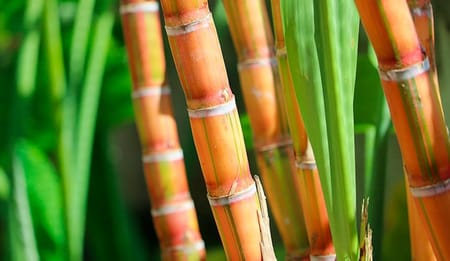 Caña de Azúcar en Centroamérica y el Impacto del Riego por Goteo