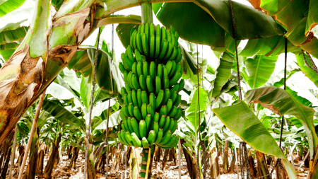 Banano en Colombia: desafíos del presente, soluciones del futuro con riego tecnificado