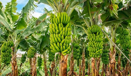 Banano en Colombia: desafíos del presente, soluciones del futuro con riego tecnificado