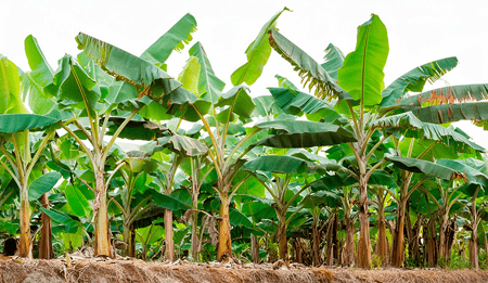 ¿Es rentable el cultivo de plátano?