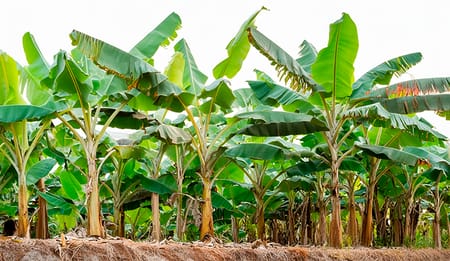 ¿Es rentable el cultivo de plátano?