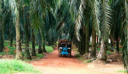 Prácticas para cultivo de palma sostenible
