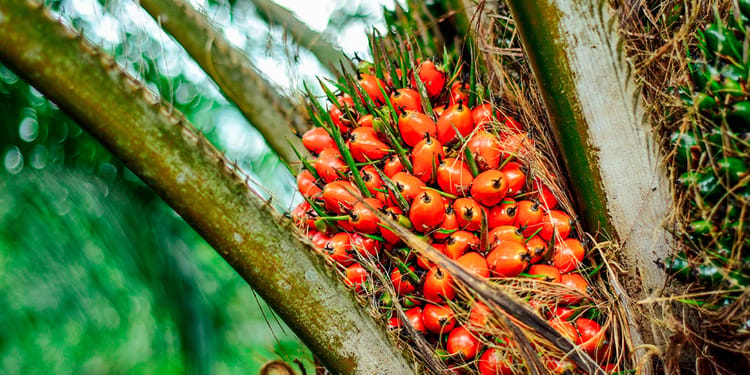 Más fruto, menos esfuerzo en palma de aceite
