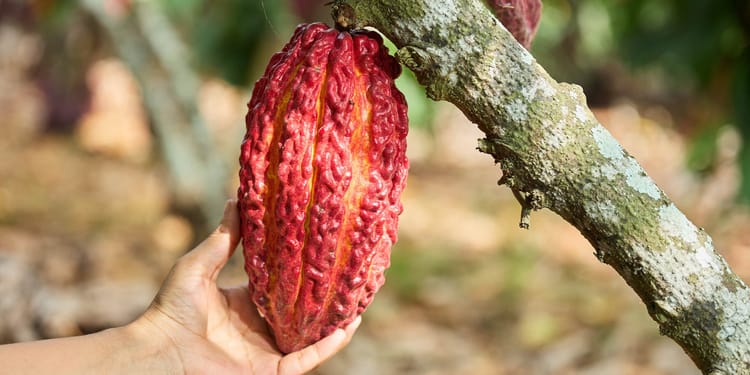 Cultiva cacao de calidad con riego tecnificado