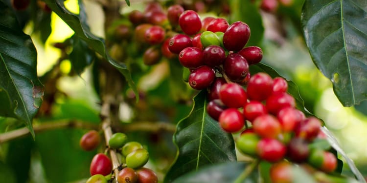 Aumenta tu producción de café con riego de precisión