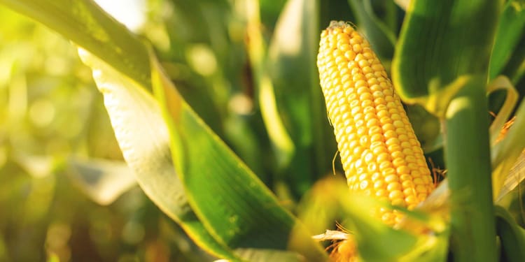 Produce más maíz con menos