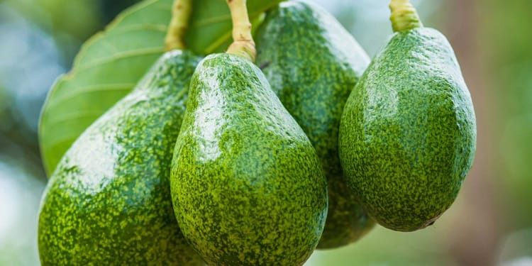 Rendimientos récord y rápido retorno de la inversión en cultivo de Aguacate