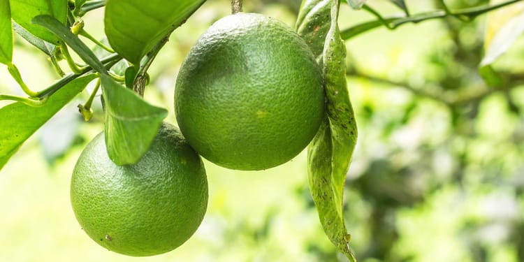 Incrementa el rendimiento y la calidad de los cítricos con riego de precisión