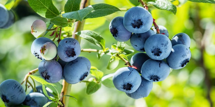 La mejor tecnología para el cultivo de arándanos