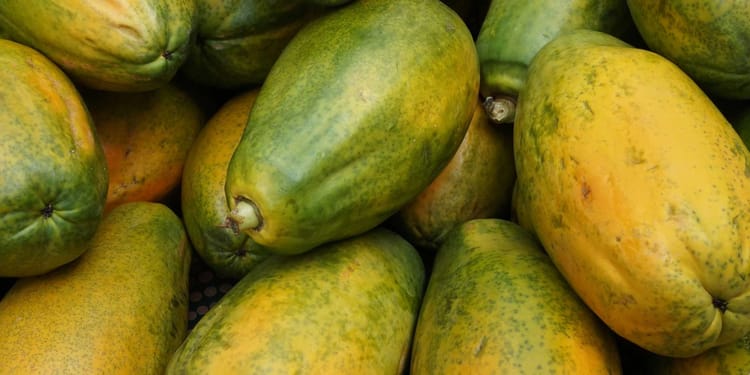 Rentabilidad en cultivos de papaya