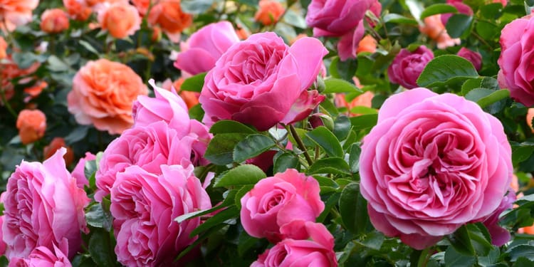 Riego de precisión para flores: calidad, uniformidad y eficiencia