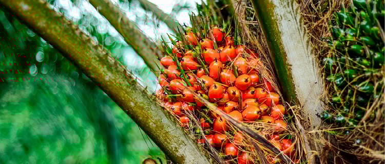 Más fruto, menos esfuerzo en palma de aceite