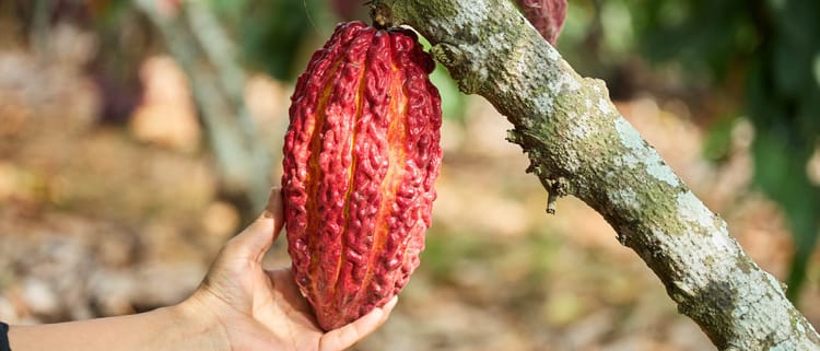 Cultiva cacao de calidad con riego tecnificado