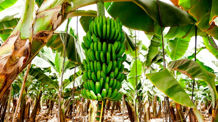 banano de exportación