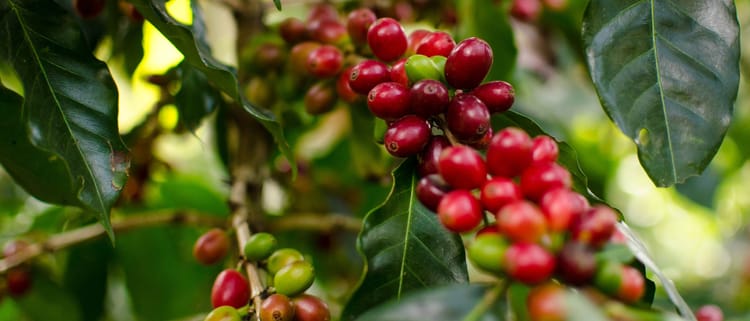 Aumenta tu producción de café con riego de precisión