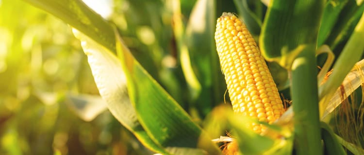 Produce más maíz con menos