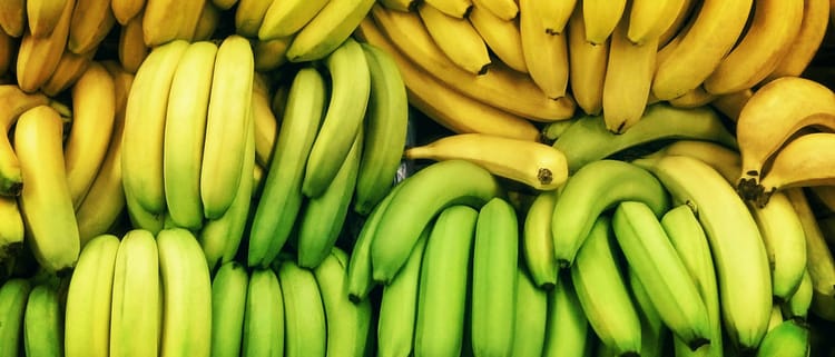 Produce más banano con riego tecnificado