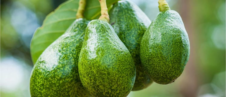 Rendimientos récord y rápido retorno de la inversión en cultivo de Aguacate