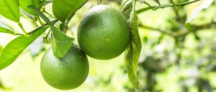 Incrementa el rendimiento y la calidad de los cítricos con riego de precisión