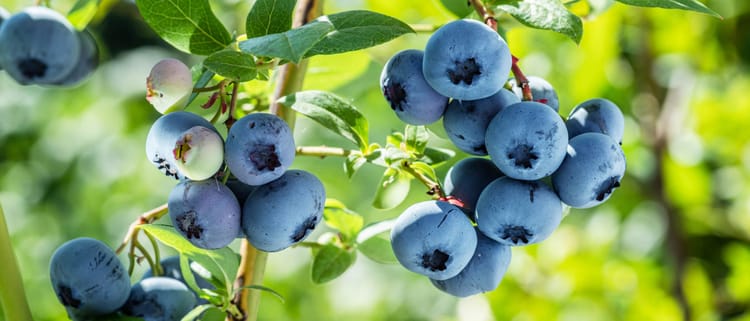 La mejor tecnología para el cultivo de arándanos
