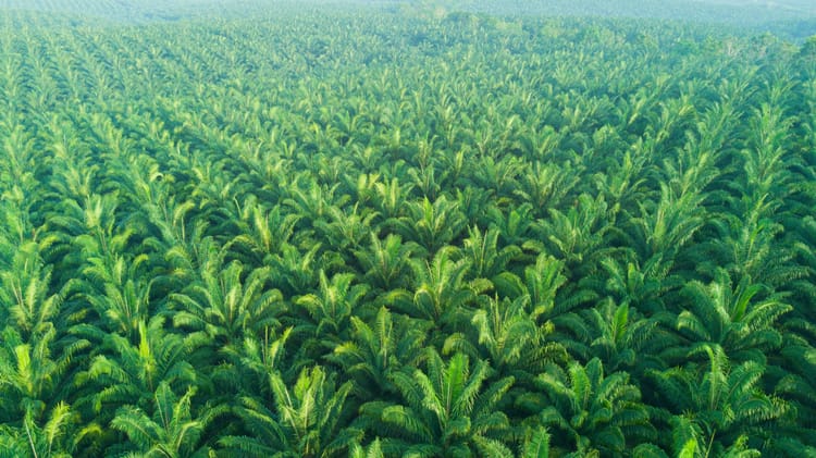plantación de palma aceitera
