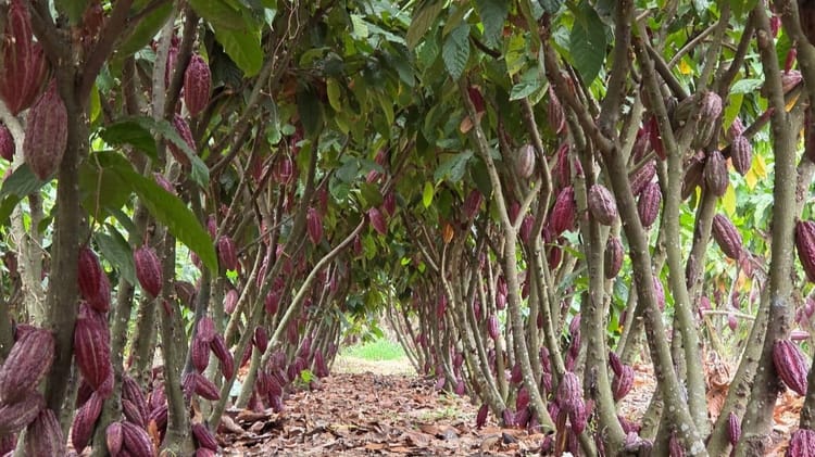 plantación de cacao
