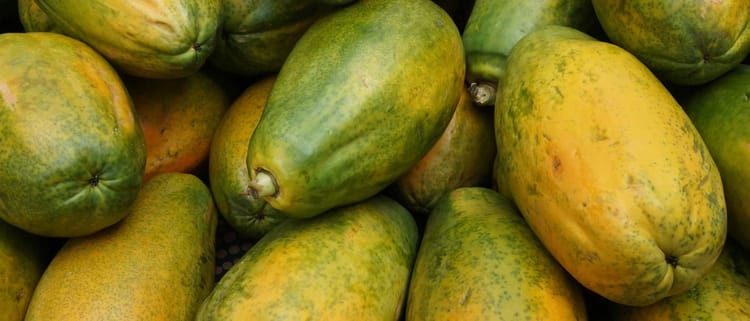 Rentabilidad en cultivos de papaya