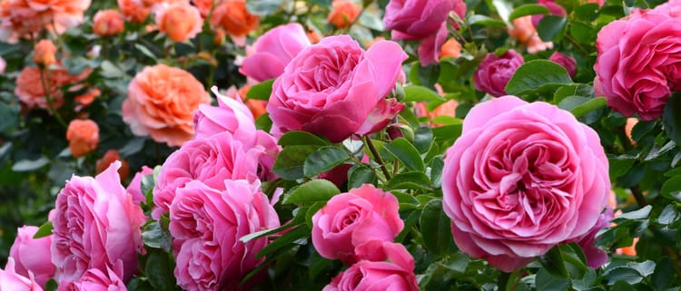 Riego de precisión para flores: calidad, uniformidad y eficiencia