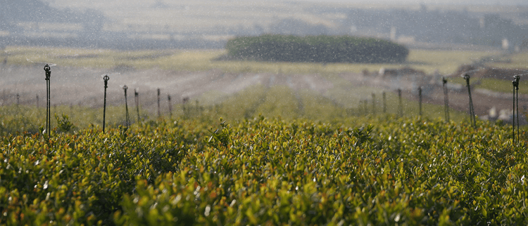 Stands para aspersión