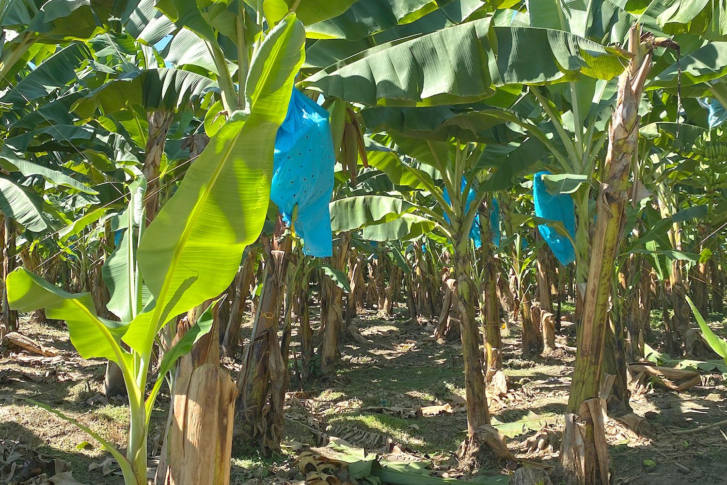 Mejor sanidad en el cultivo
