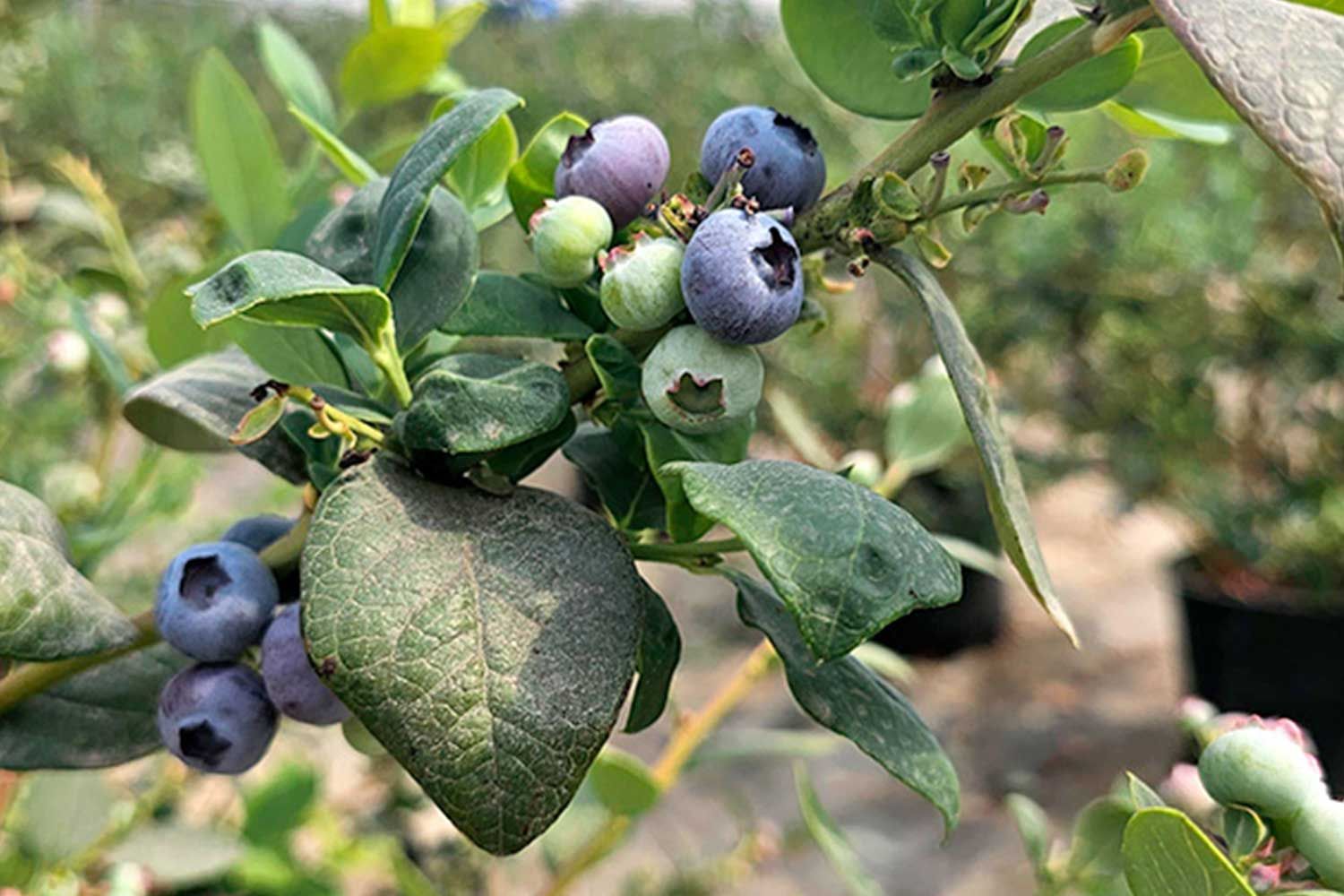 Óptimo desarrollo radicular