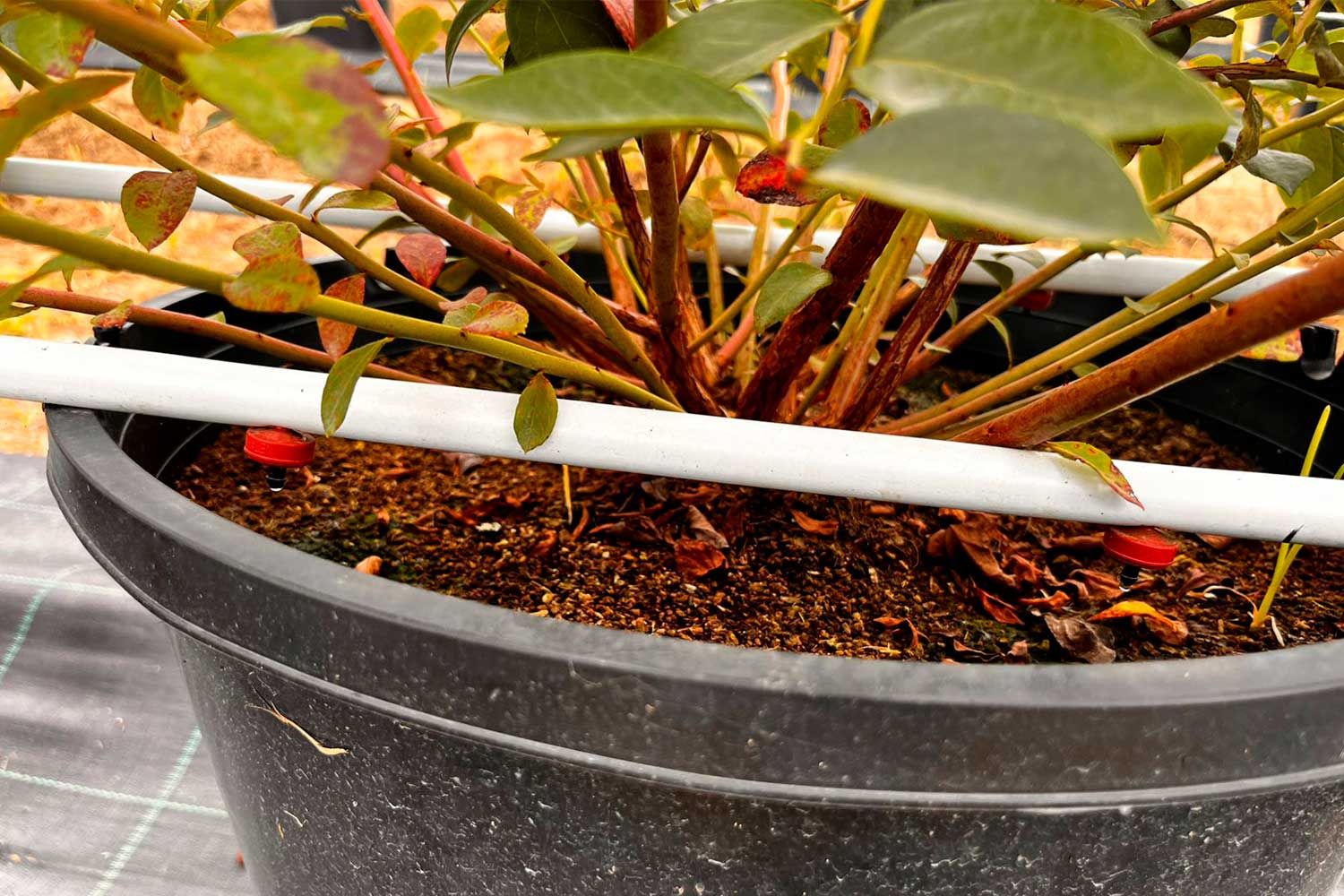 Riego eficiente + aplicación precisa de fertilizantes