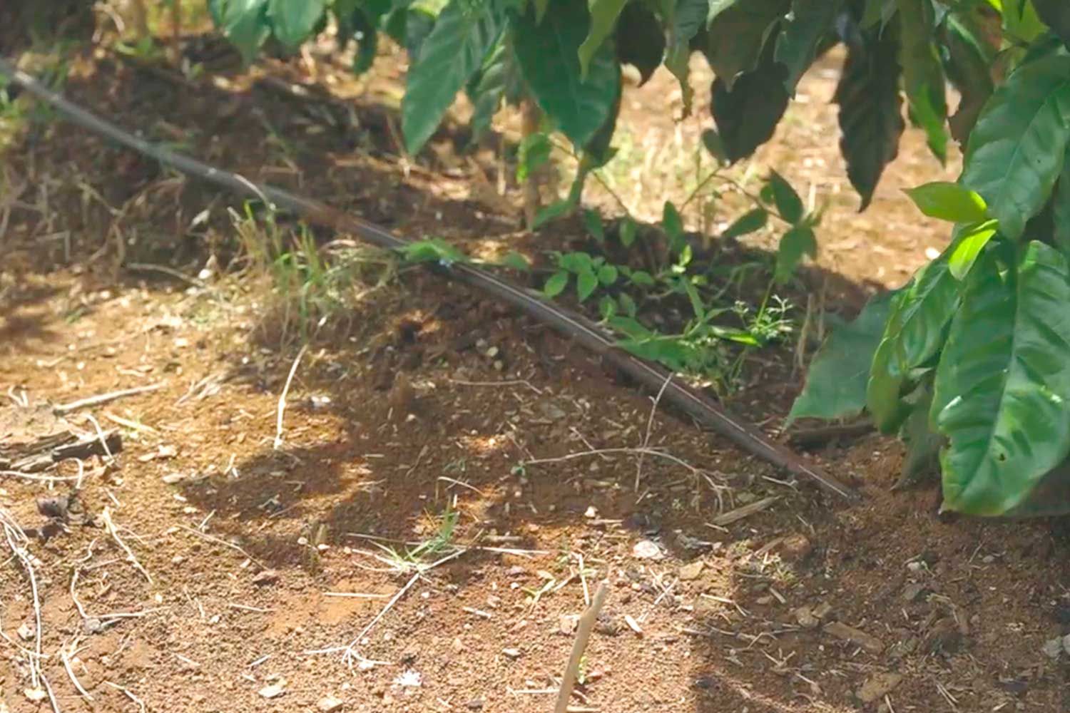 Eficiencia en el uso de agua