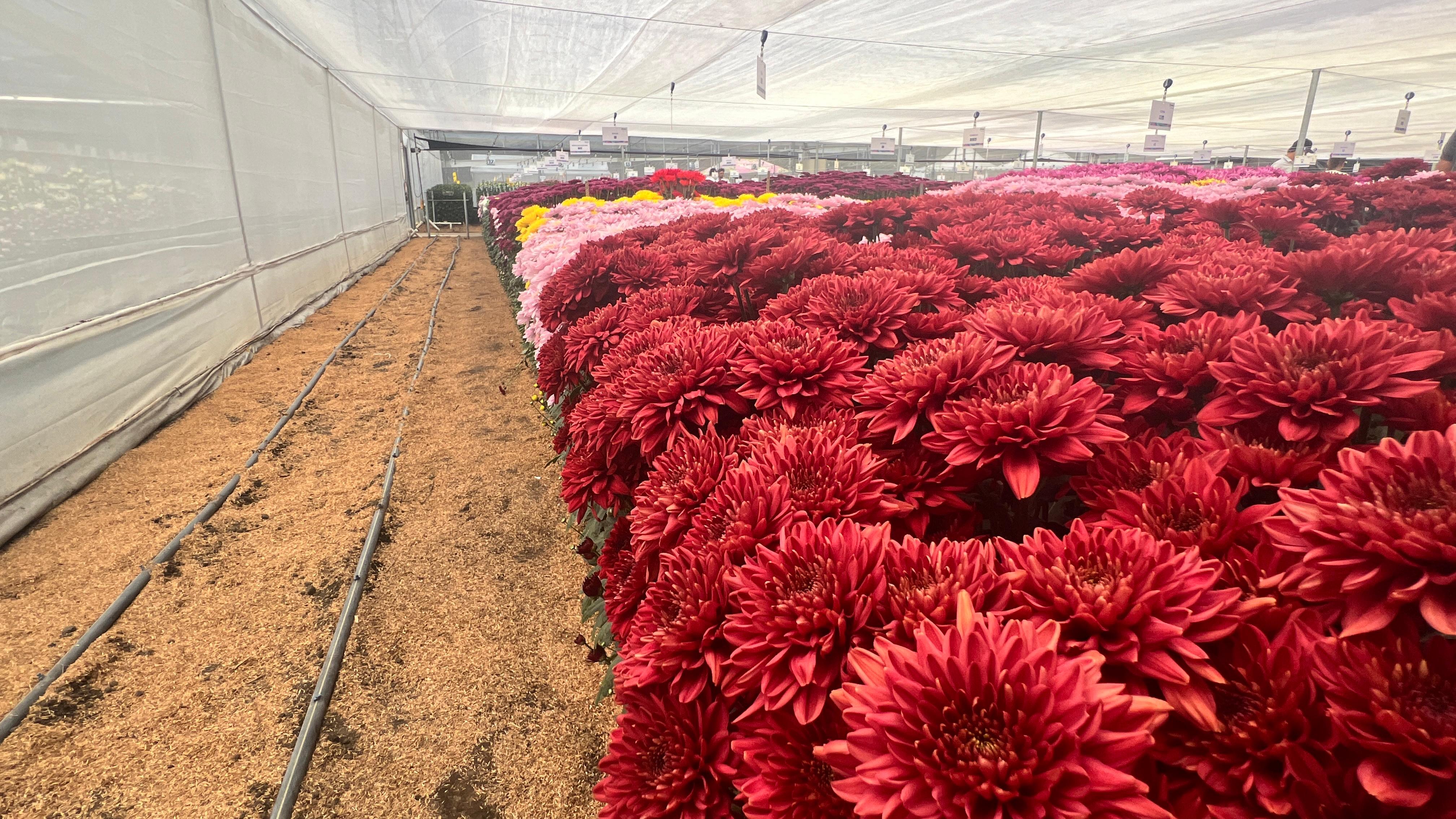 Mejora la calidad de la flor