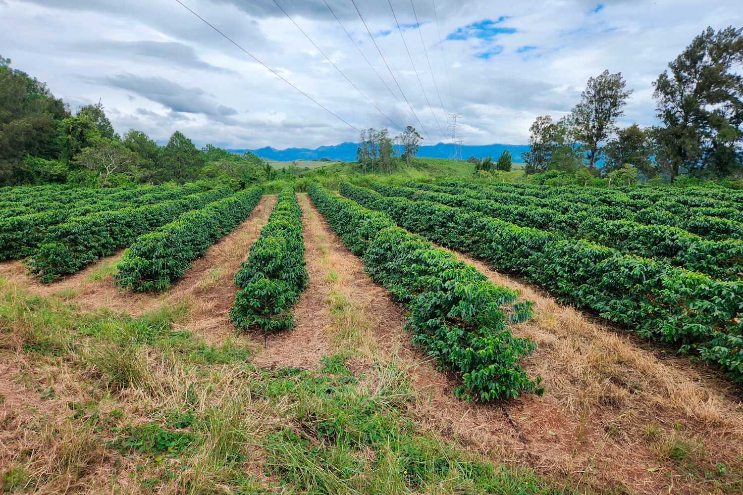 Adaptabilidad a diferentes terrenos y pendientes