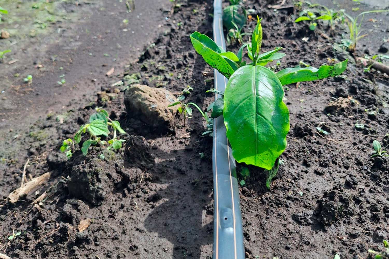Mejora en la eficiencia de fertilizantes