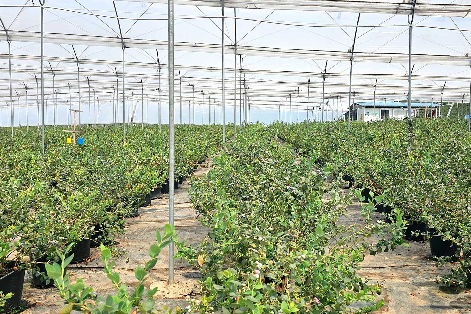 Evita encharcamientos