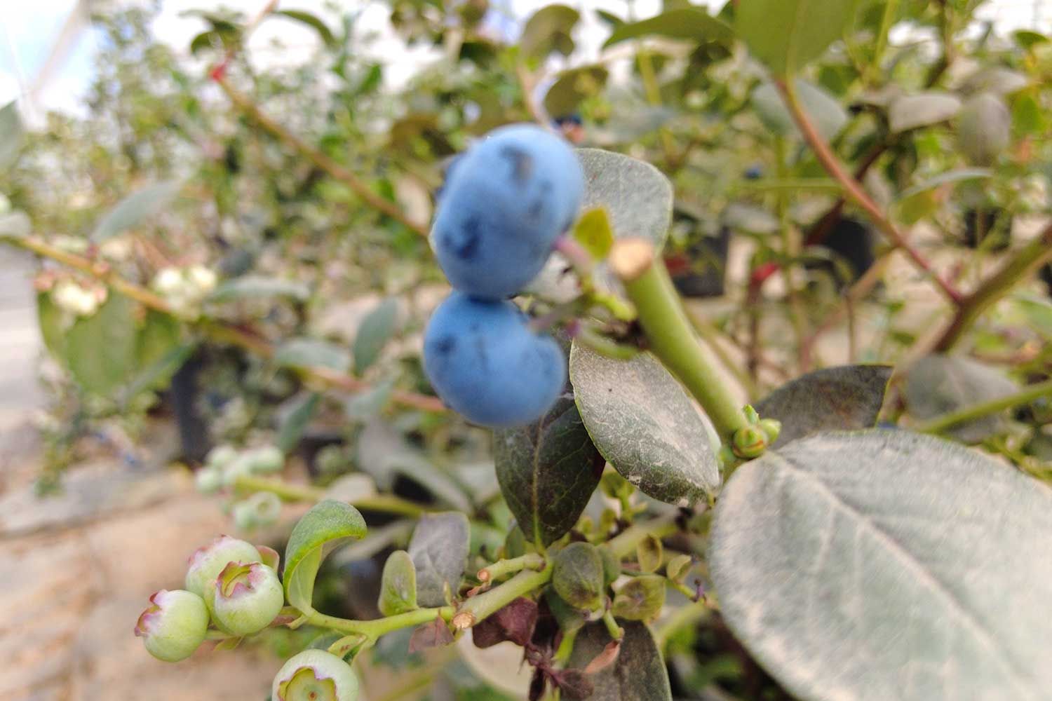 Ahorro en costos operativos