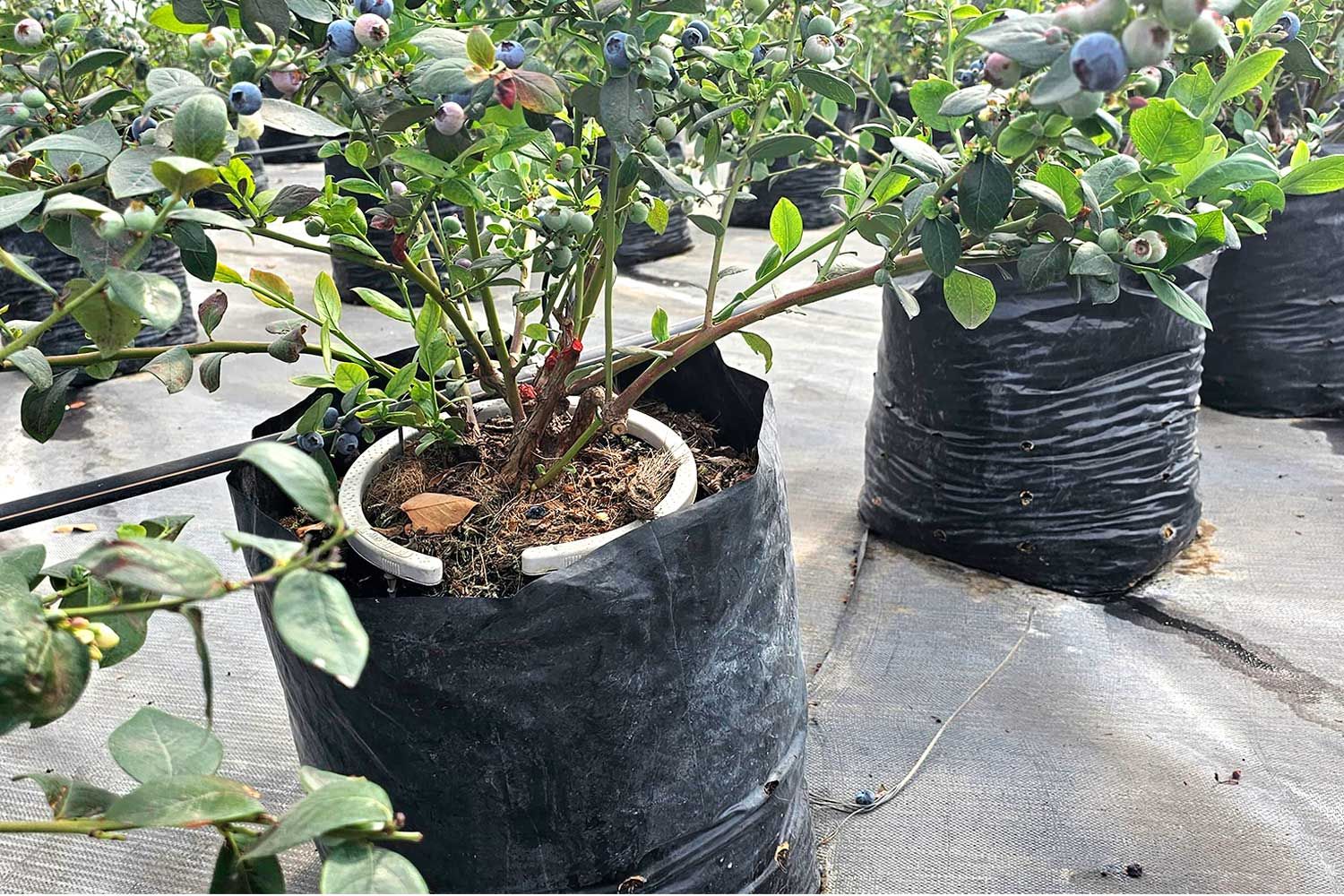 Distribución homogénea del agua y nutrientes