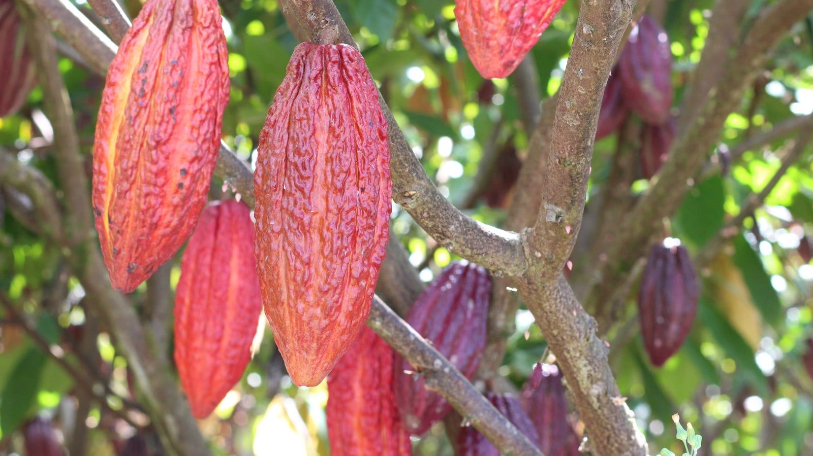 Cacao