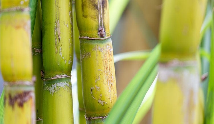 Caña de azúcar